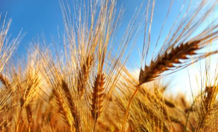 Il grano italiano diventi un prodotto di nicchia per tutelare agricoltori e consumatori