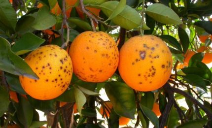 Si chiama "Macchia nera degli agrumi" e rischia di distruggere arance, limoni e mandarini e clementine della Sicilia/ MATTINALE 467