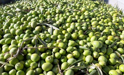 Aumentano le importazioni di olio d'oliva tunisino, ma in Italia l'extra vergine è tutto italiano.../SERALE