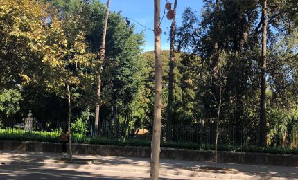 Palermo/ In via Libertà arriva il Giro d'Italia: è tempo di dare l'acqua ai platani assetati...