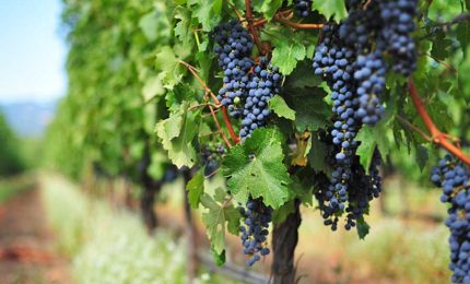 Autocritica: non &egrave; che sulle Cantine sociali della Sicilia ci siamo sbagliati?