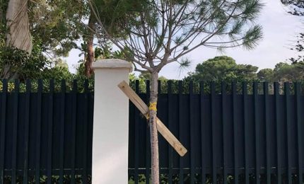 La città 'matrigna' con i giovani alberi: piantati e poi abbandonati/ PALERMO-CITTA' 60