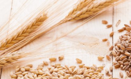 Grano tenero targato SIS-Valle del Dittaino? Agricoltori del gruppo Simenza lo coltivano da anni