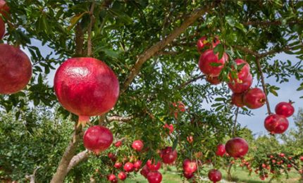 In piena diffusione in Sicilia il melograno, con i suoi frutti antitumorali