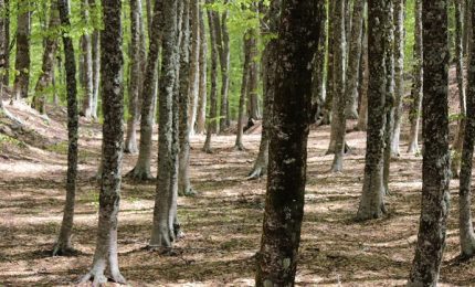 Forestali: la proposta del Governo Musumeci? Una "ciofeca". Il SIFUS pronto a scendere in piazza
