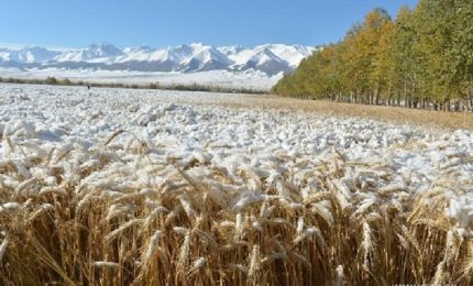Grano, ecco il VIDEO della mietitrebbiatura con la neve, continua il grande inghippo del grano canadese!/ MATTINALE 541
