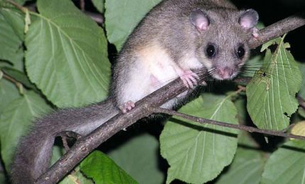 Sorpresa: per quest'anno i ghiri hanno lasciato in pace i noccioleti dei Nebrodi