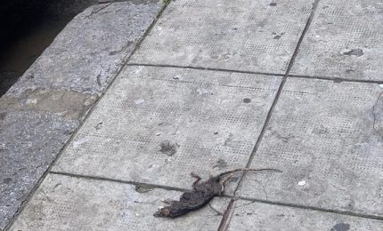 Via Di Cristina/ Mongitore, topi in avanzato strato di putrefazione/PALERMO-CITTA' 65