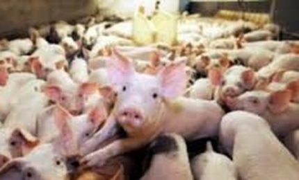 Basta con gli allevamenti intensivi che provocano sofferenze atroci agli animali e inquinamento!