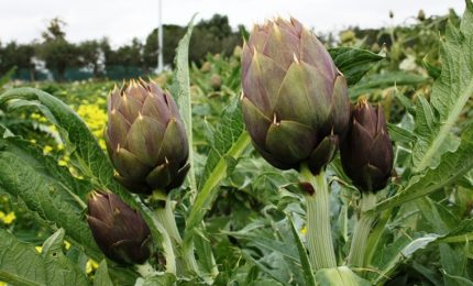 Disastro per i carciofi di Sicilia, Sardegna e Puglia: clima ballerino, Covid e concorrenza sleale di Tunisia ed Egitto