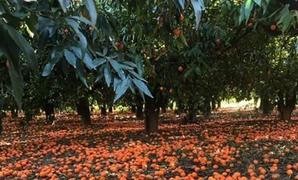 La Ue liberista vuole la fine dell'agricoltura della Sicilia e del Sud per prendersi i terreni/ MATTINALE 481