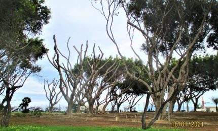Foro Italico di Palermo: la 'strage' di alberi c'&egrave; stata, ma nel futuro si spera che non sar&agrave; pi&ugrave; cos&igrave;