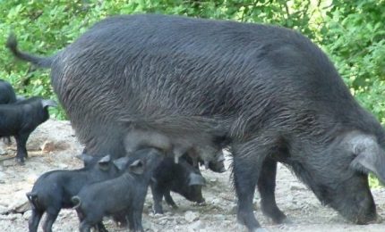 Attiva Sicilia: fermare la strage di Suini Neri nella provincia di Trapani!
