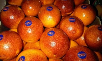 La Germania ritira dal mercato le arance spagnole per eccesso di residui chimici. E l'Italia? /MATTINALE 503