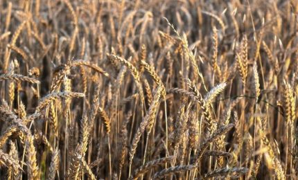 Creso, il grano dei misteri: un OGM non transgenico che ha conquistato il mondo