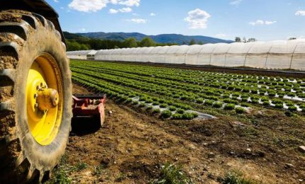 Investimenti nelle aziende agricole, dalla regione 80 milioni per progetti di ammodernamento»