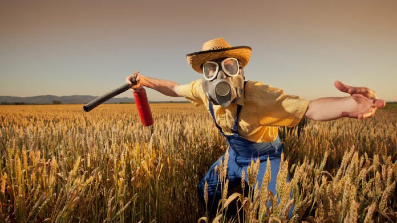 Il Grande Inghippo Del Grano Canadese Al Glifosato Perche I Grani Siciliani E Del Sud Sono Migliori I Nuovi Vesprii Nuovi Vespri