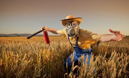 Il grande inghippo del grano canadese al glifosato. Perch&eacute; i grani siciliani e del Sud sono migliori