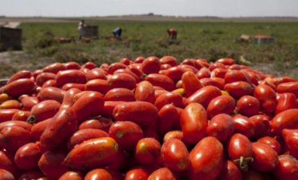 Fino a 5 mila euro ad ettaro di fondi Agea per il pomodoro da industria. Possibile??