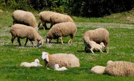 I diritti degli animali vengono prima della religione? Un tema per fare riflettere anche chi mangia carne...
