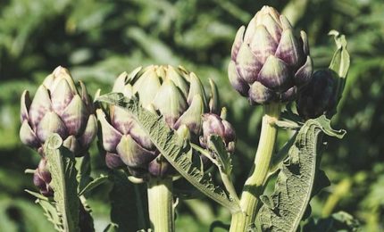 I carciofi siciliani massacrati dai carciofi tunisini ed egiziani. E in Puglia succede di peggio... E la politica?
