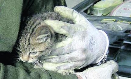 Otto anni fa spar&ograve; a una gatta in strada uccidendola: condannato