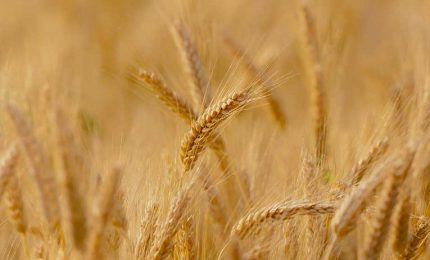 L'Italia 'invasa' dal grano duro biologico della Romania, crolla il prezzo del grano duro biologico siciliano