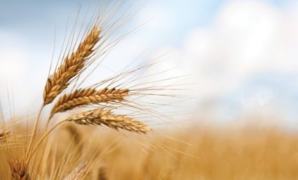 60 mila quintali di grano duro siciliano in Tunisia. E in Sicilia? Grano canadese, ucraino e kazaco...