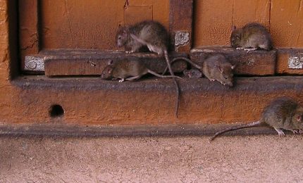 Il Mistero dell'invasione dei topi nel Sud Est dell'Australia: sulla rete video impressionanti!