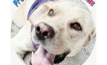 Un premio letterario per sostenere il rifugio per cani e gatti di AnimAnimalista ODV