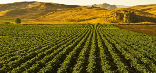 Agricoltura, pubblicata graduatoria OCM Vino-Misura Investimenti