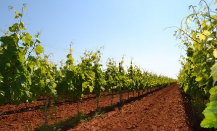 Franco Calderone (ET Sicilia): “Agea non ostacoli chi vuole rinnovare i propri impianti di uva da vino”
