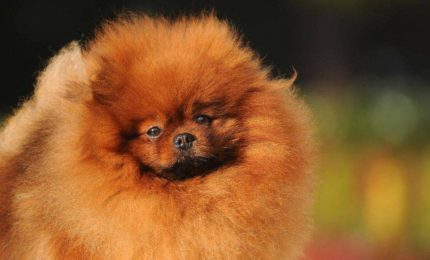 Sant'Agata di Militello, salvato un volpino rimasto chiuso in una vettura