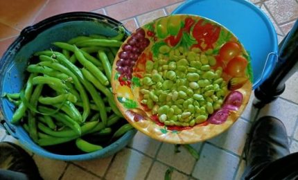 La provocazione di Santo Bono: il 'semaforo' del Nutri-Score della Ue come catalogher&agrave; le fave verdi appena raccolte?