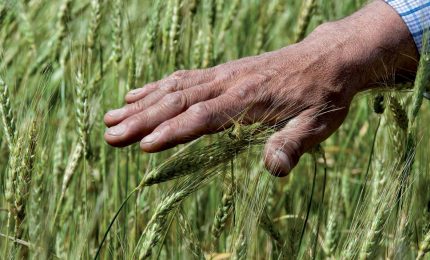 La televisione: olio d'oliva extra vergine? Italiano. Grano? Italiano. Carne? Italiana. Latte? Italiano. Pomodoro? Italiano. Frutta? Italiana. Possibile?/ MATTINALE 447