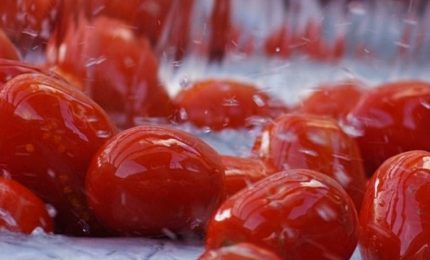 In Toscana pomodoro extra-Ue miscelato con pomodoro italiano: e gli ignari consumatori italiani mangiano!