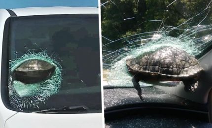 La statistica medica dell'Oms censisce anche i casi di 'tartarughe volanti' che finiscono sulle automobili in corsa...