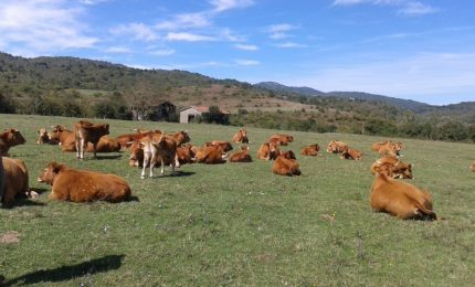 L'assessore Scilla d&agrave; la 'sveglia' alla burocrazia e trova 75 milioni di euro per la zootecnia delle zone montane