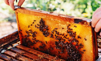 Grido d'allarme per il miele di zagara della Sicilia: rischia di scomparire insieme con le api (delle quali oggi si celebra la giornata mondiale)