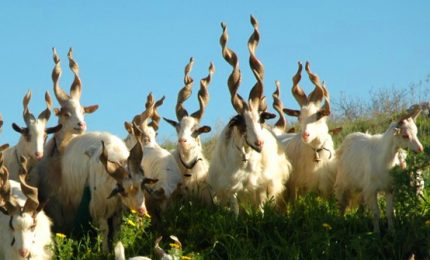 Il bel post di Mauro Piergentili sulla capra. Perché non utilizzare le capre a tutela dei boschi siciliani creando lavoro?