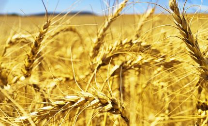 Il grano duro siciliano 2021? Se è vero che il freddo ha bloccato mezzo mondo, in Estate i prezzi potrebbero schizzare all'insù/ Mattinale 482