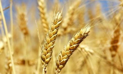 Cresce in tutto il mondo il prezzo dei cereali a causa dei cambiamenti climatici. Crescerà anche il prezzo del grano duro?/ MATTINALE 473