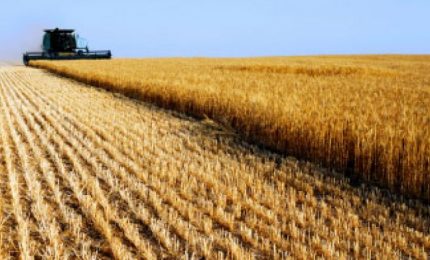 Mario Pagliaro: quest'anno il prezzo del grano duro di Sud Italia e Sicilia schizzerà all'insù perché in alcune aree del mondo il freddo ha ridotto le produzioni