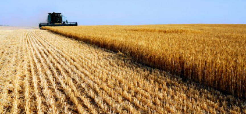 Quanto Costa Un Quintale Di Grano