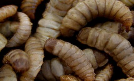 L'unione europea porta gli insetti sulle nostre tavole: cosa c'&egrave; dietro questa scelta economica e antropologica