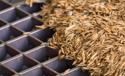 Al via un progetto per la valorizzazione del grano monococco in Sicilia. Tanto fumo e qualche dubbio