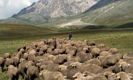 I pastori sardi bloccati da processi e burocrazia minacciano di scendere di nuovo in piazza