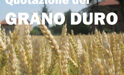 Grano: il mercato internazionale conferma: offerta in diminuzione e prezzi in grande crescita. Ma in Sicilia...