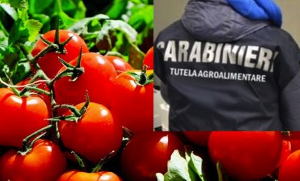 Nella patria della pizza napoletana sequestrate oltre 800 tonnellate di pomodoro egiziano contaminato da pesticidi/ MATTINALE 503