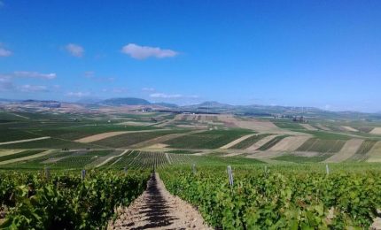 Riuscirà il Nord a scippare i fondi agricoli al Sud? Sì, ma questa volta finirà 'a bordello!'